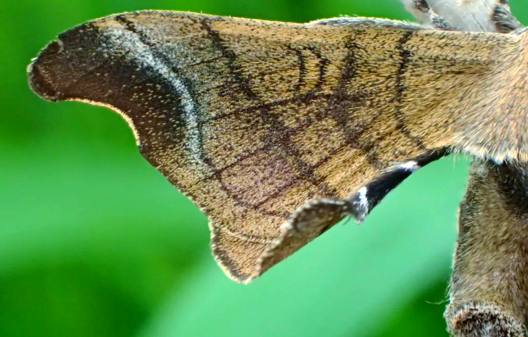 同时,乌桕大蚕蛾等鳞