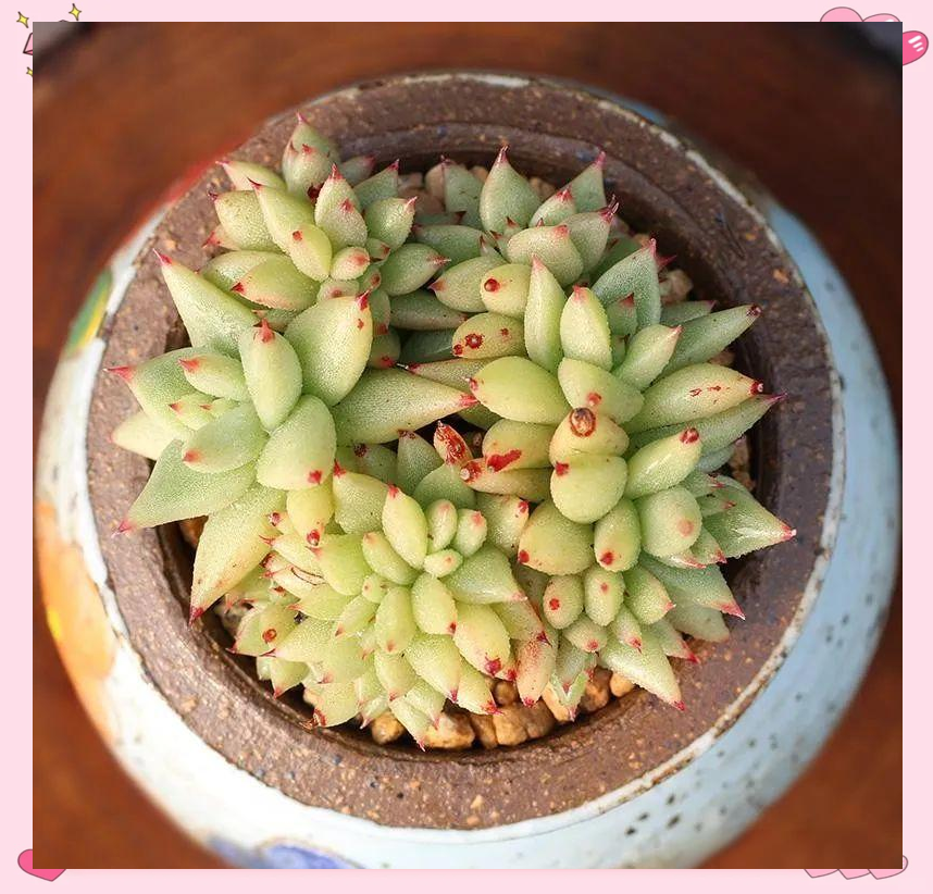 虎鲸多肉:养护指南与品种特点解析