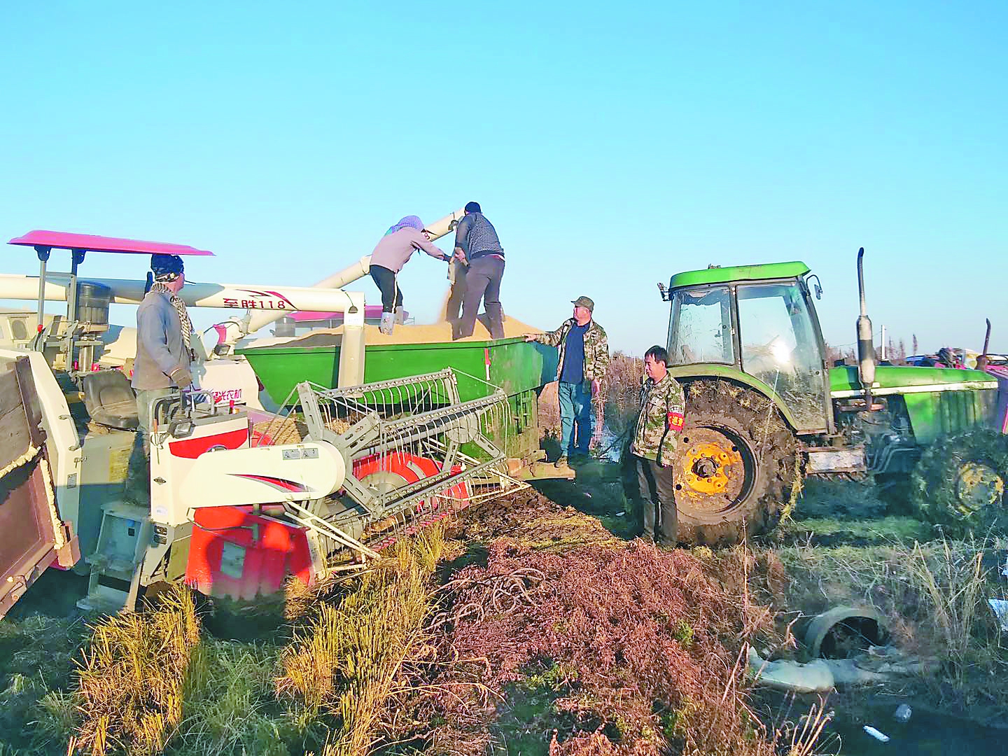 马鞍山农场1.7万亩稻田里机声隆
