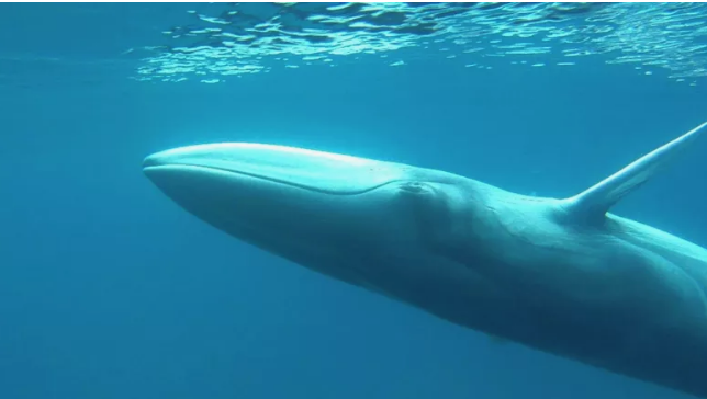 带你认识你所不知道的几种鲸鱼