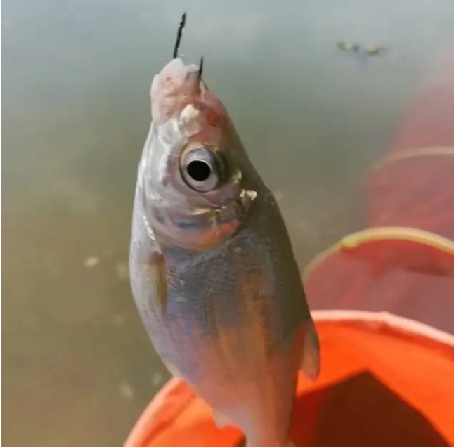 教你夏季钓黄尾鱼的技巧和方法