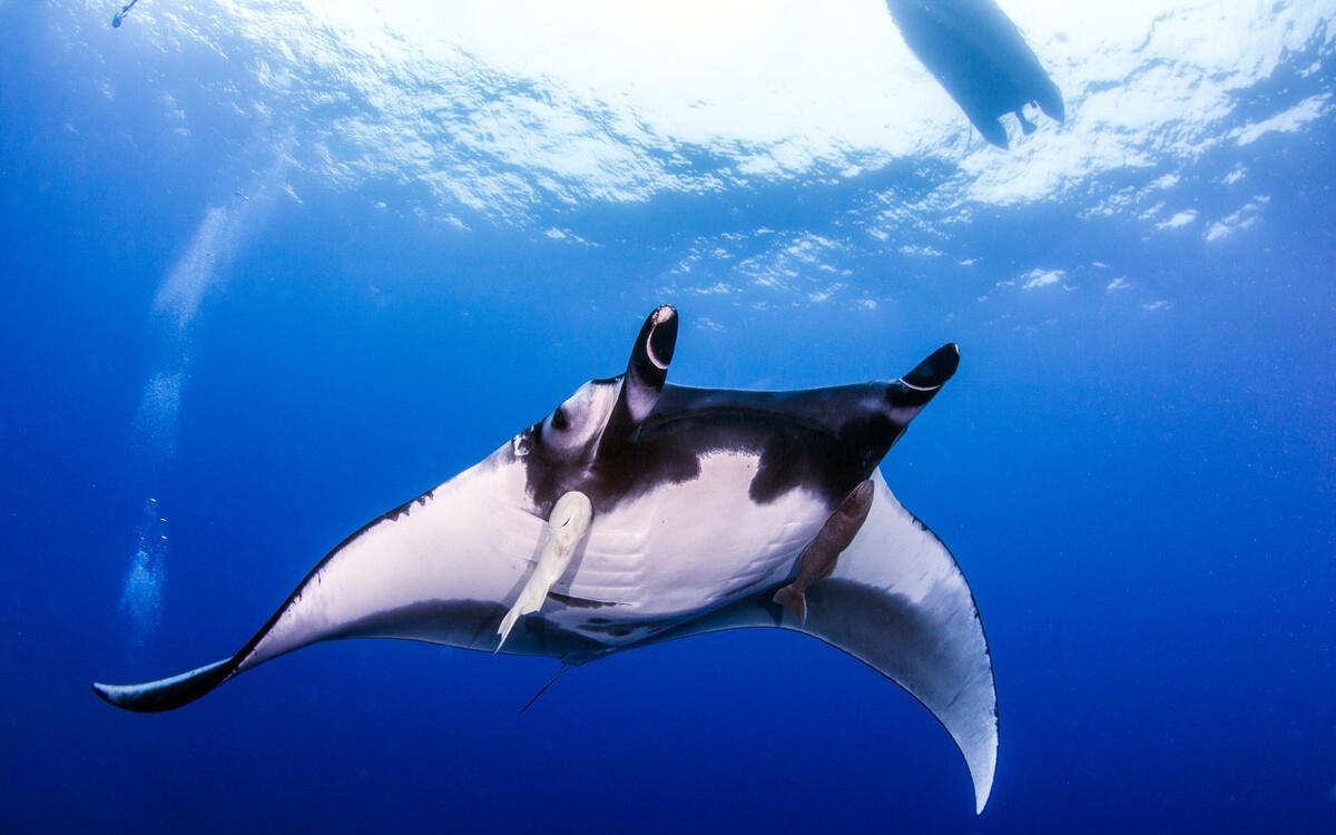 蝠鲼:10岁开始繁衍的魔鬼鱼,因人们对其的误解,现已濒临灭绝