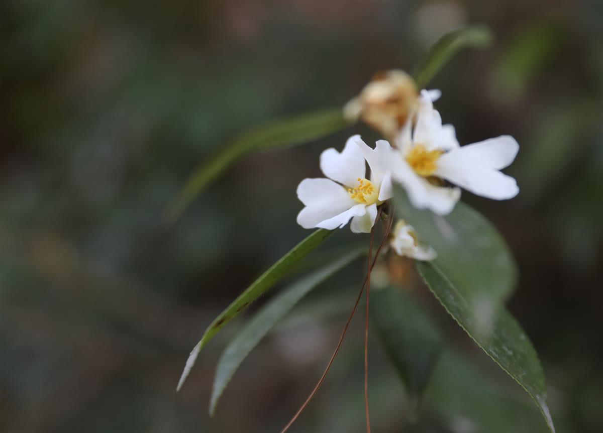 十堰竹山发现国家二级保护植物长瓣短柱茶