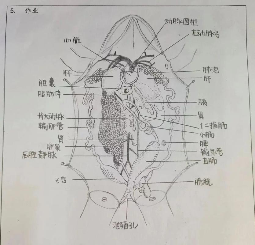 牛蛙解剖与神经传导实验的全面解析