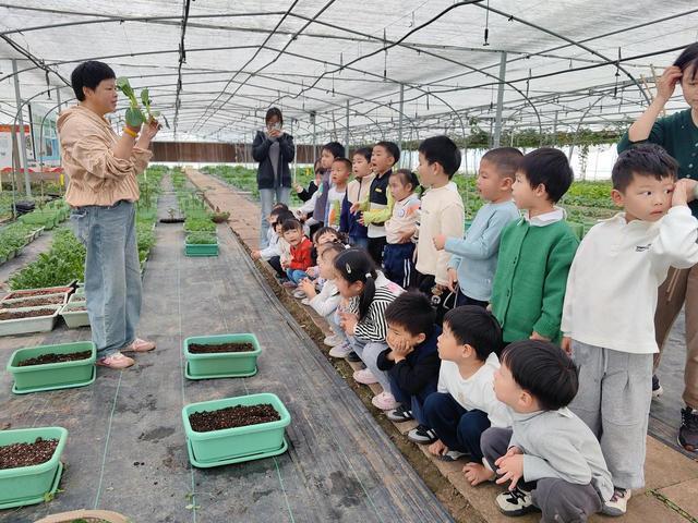浇水就能长！平湖博士团队让盆栽蔬菜走进城市家庭 - 图3