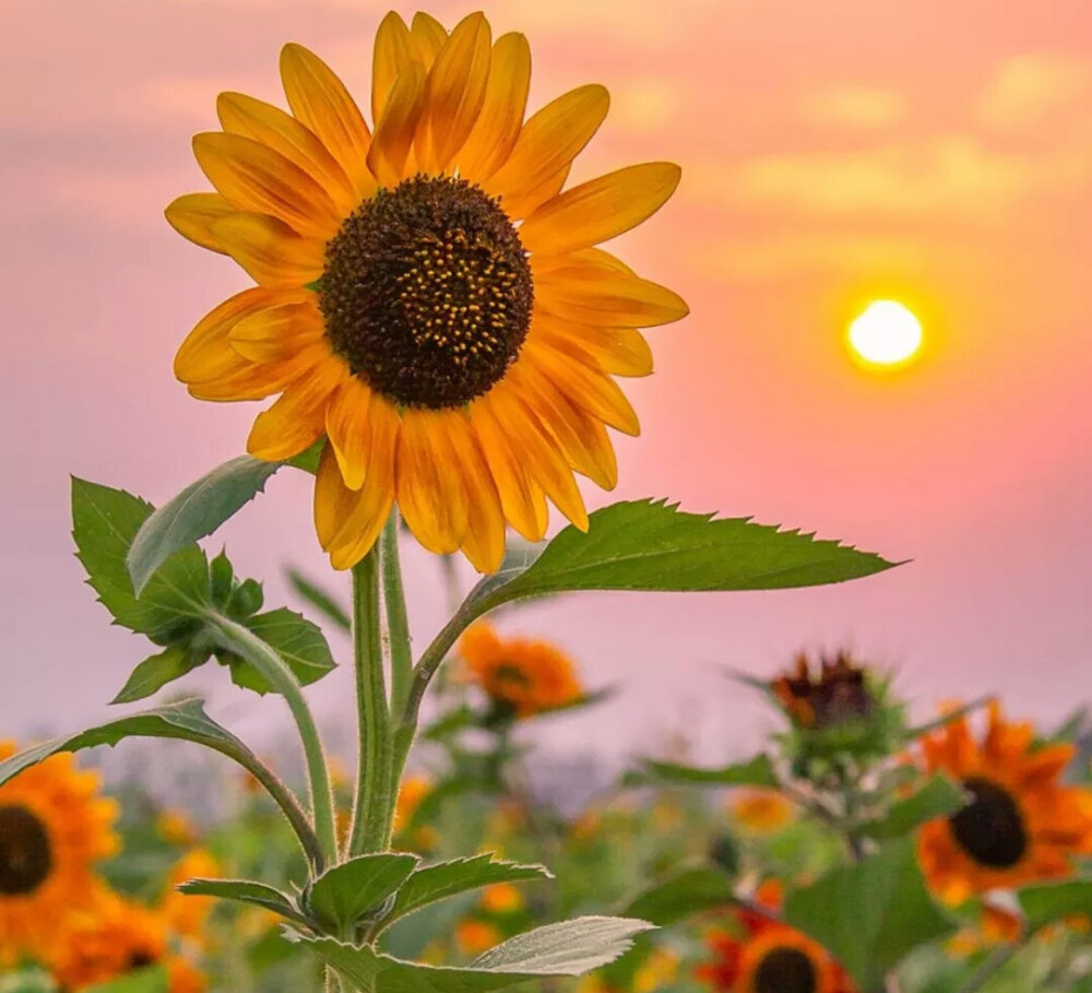 心地善良,却也很有锋芒的星座,对你虽好,却不会全盘接受