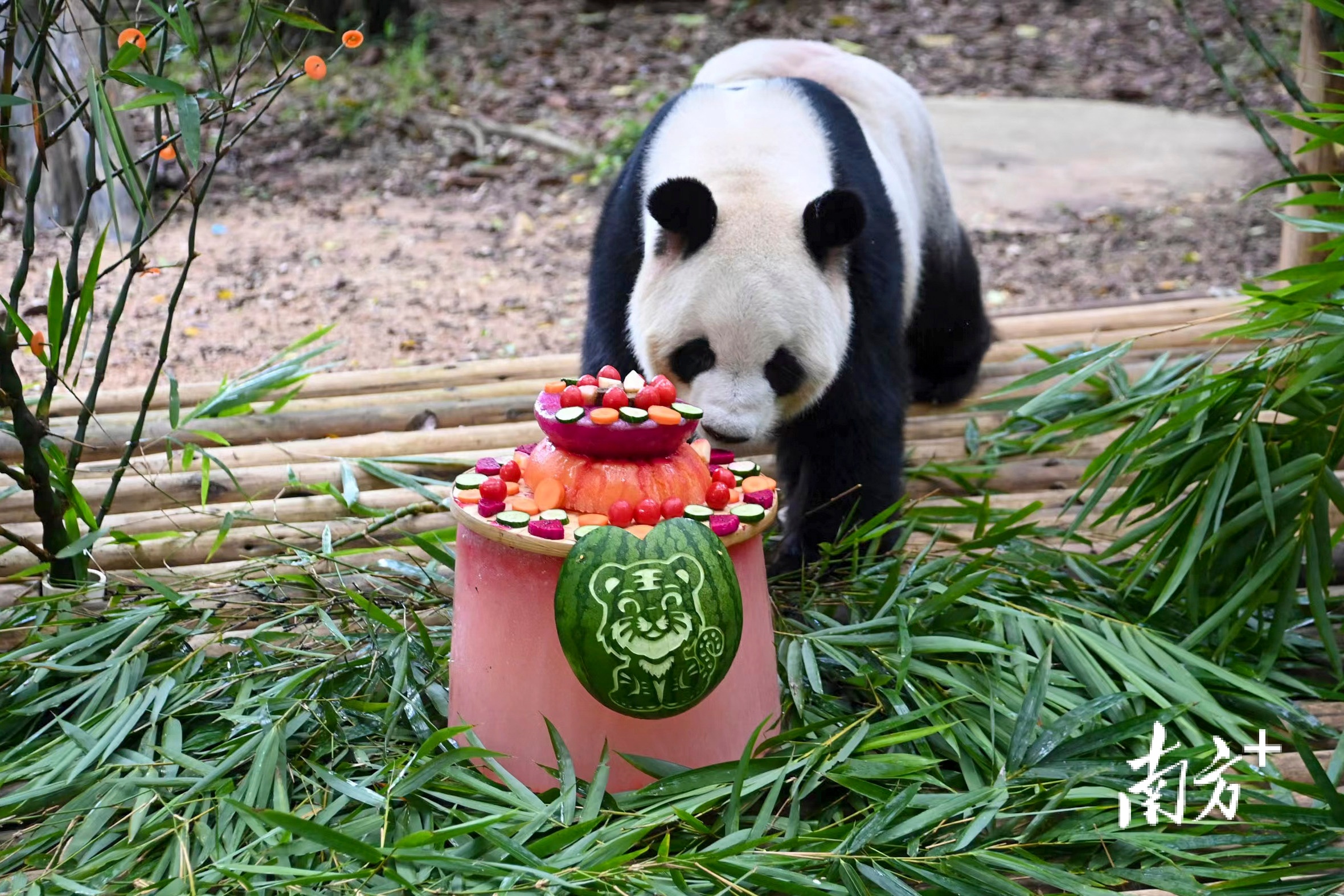 视频|萌翻!深圳动物园大熊猫"园舟"迎来12岁生日