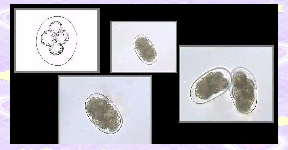 揭秘常见寄生虫卵的形态与大小