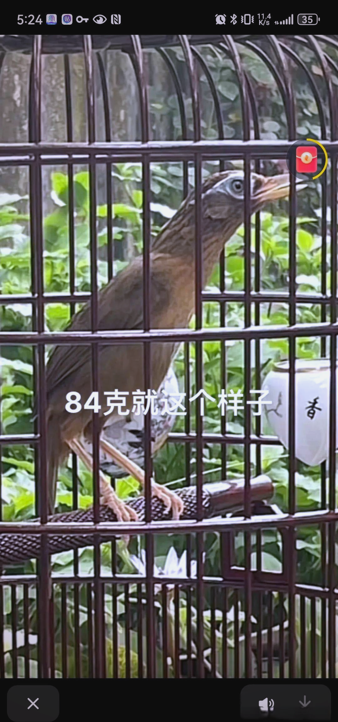 画眉鸟极品脚杆的选择指南