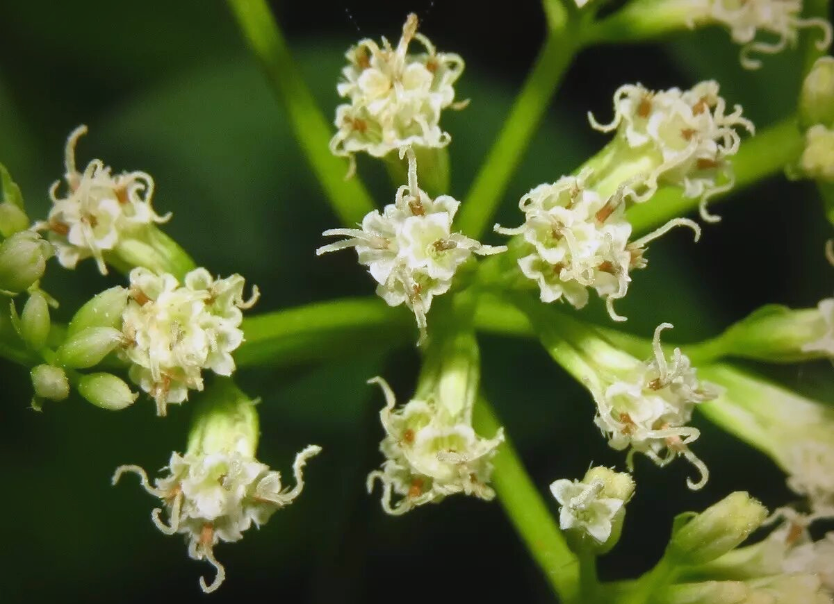 薇甘菊:入侵植物的特性与生态影响