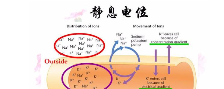 钾离子外流是什么运输方式