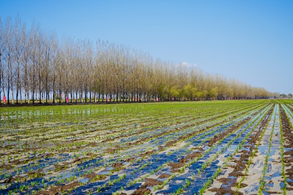 北大荒集团梧桐河农场水稻覆膜插秧技术助力农业绿色发展