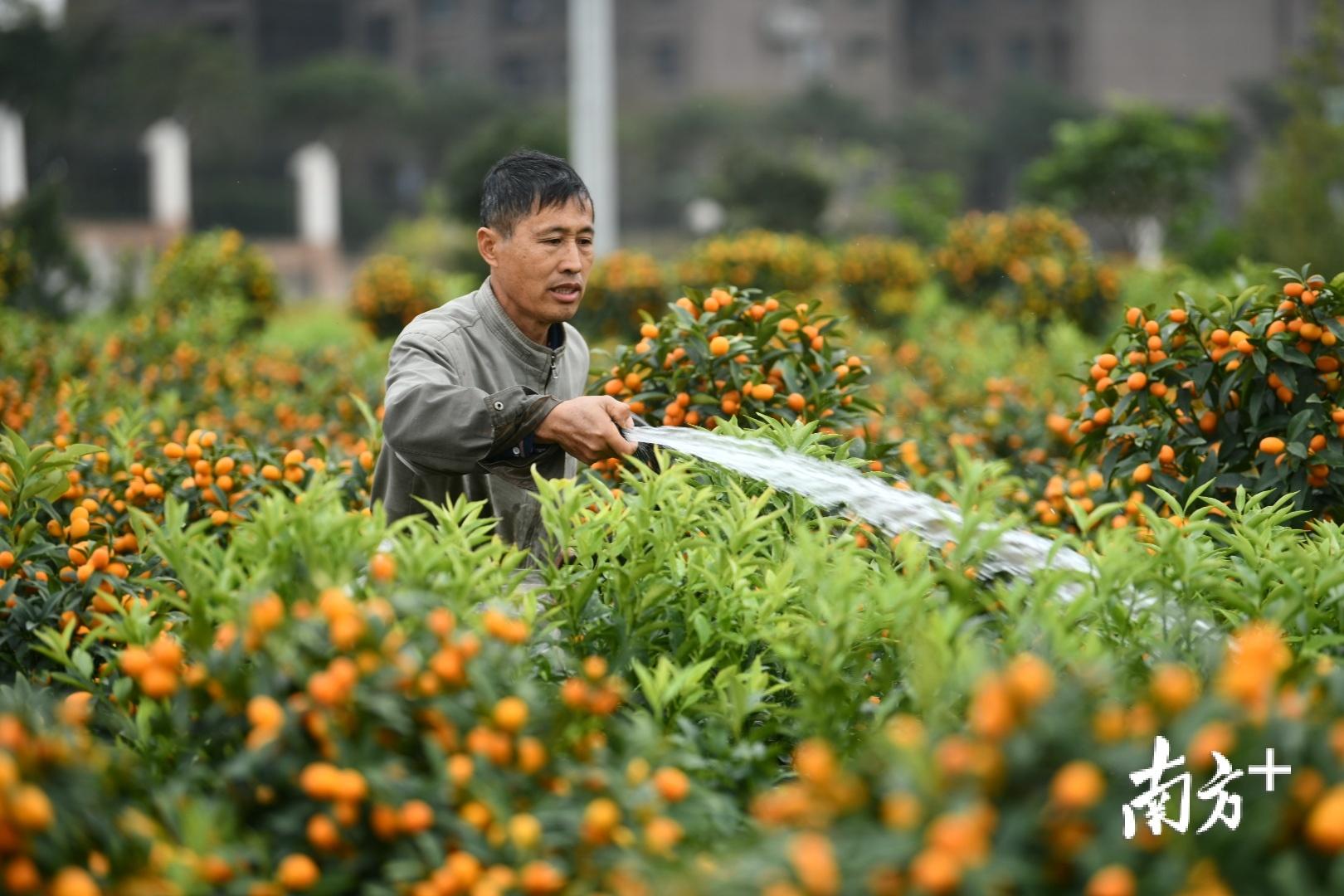 云上花市,年桔消费券都来了!看顺德各界如何爱心助农