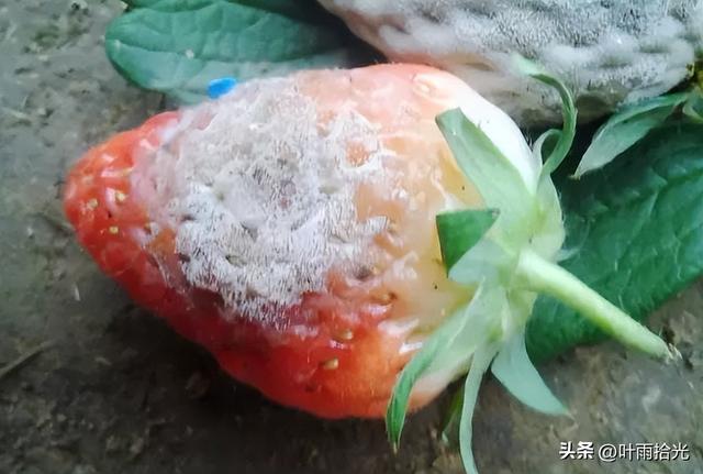 草莓灰霉病的症状及防治