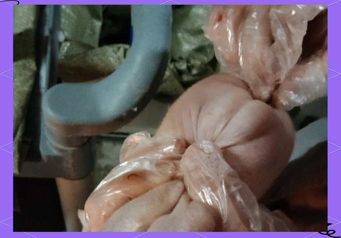 仔猪7日龄保健去势操作规范与注意事项