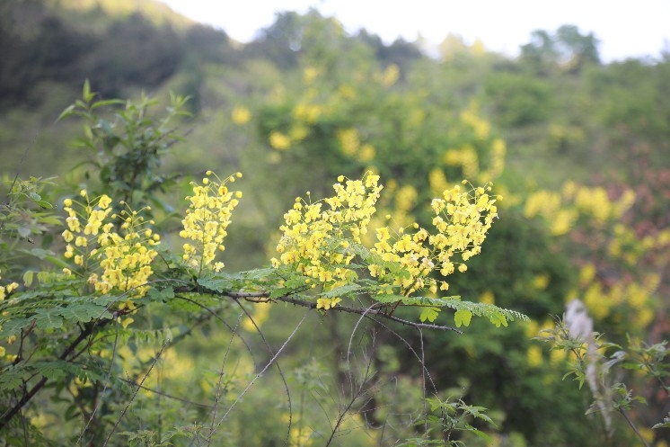 云实花开点亮山乡春色