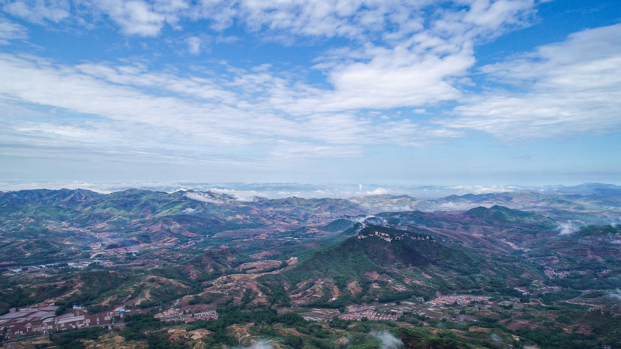 在临朐九山,宋香园里的蓝色花儿似水流淌
