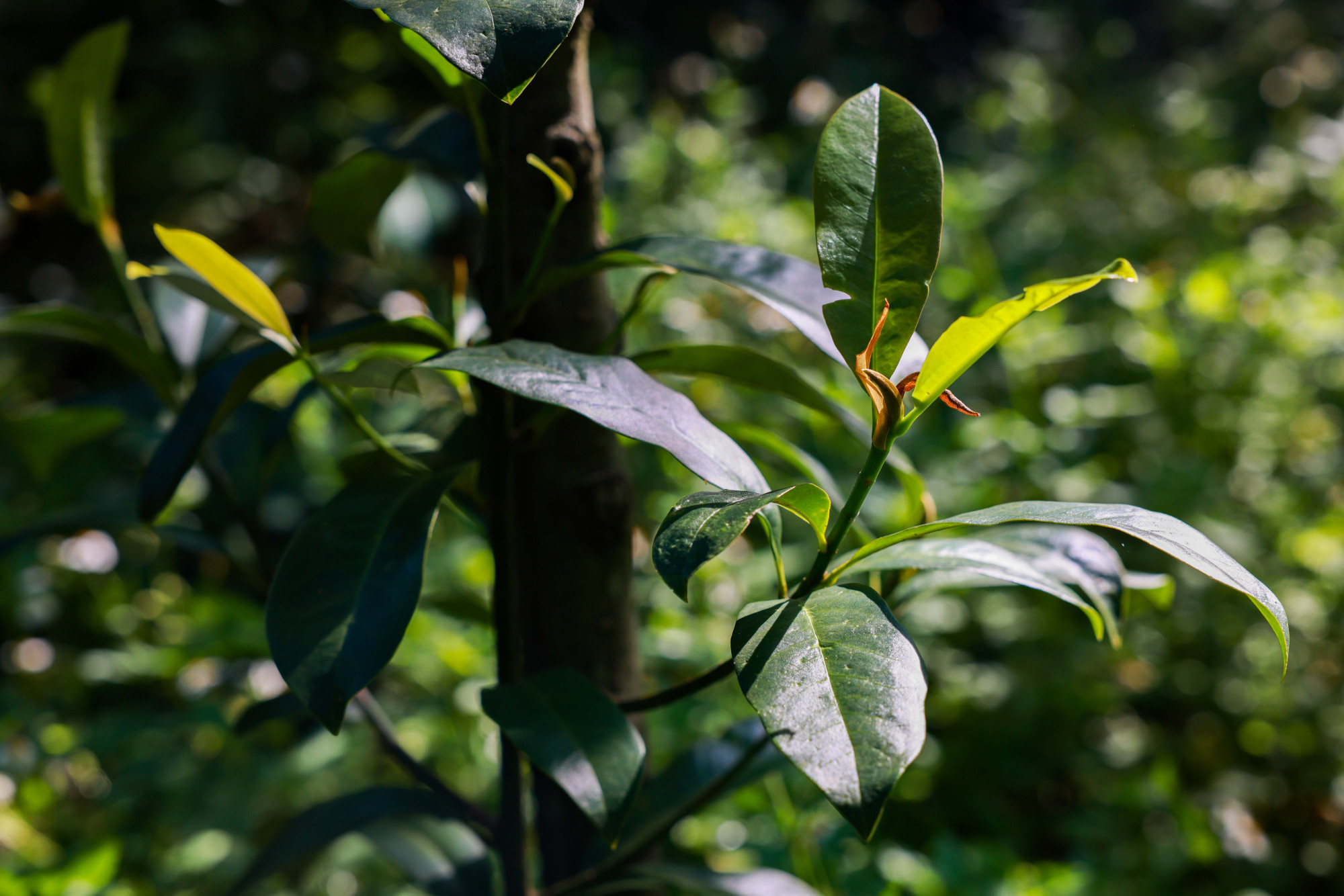 云南开远成功育活百余华盖木