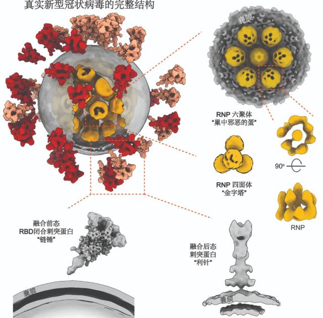 黑龙江正大病毒传播链条是怎么样的?新冠病毒真实3d图像来了