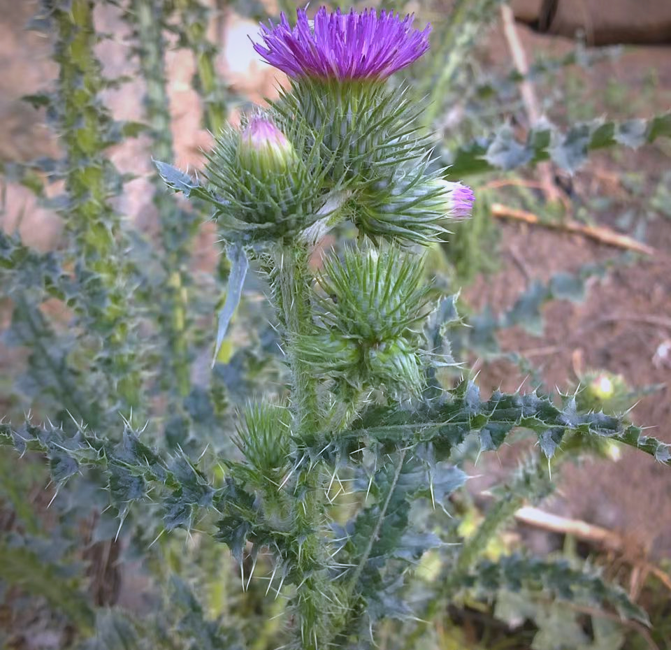 生物百科|探索"将军草"牛口刺的丰富内涵与多样化生长环境