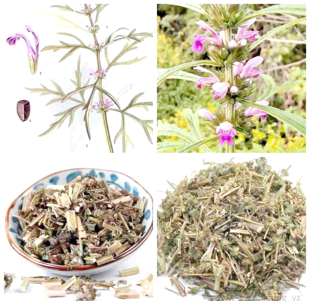 益母草:路旁水边的野草,中医药中的圣药