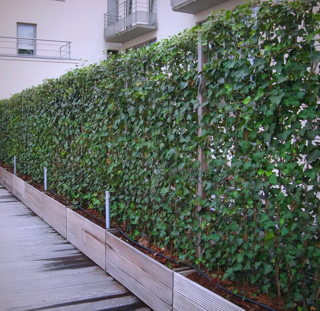 绿篱知识全解析:种类,种植与维护,打造多样庭院美景