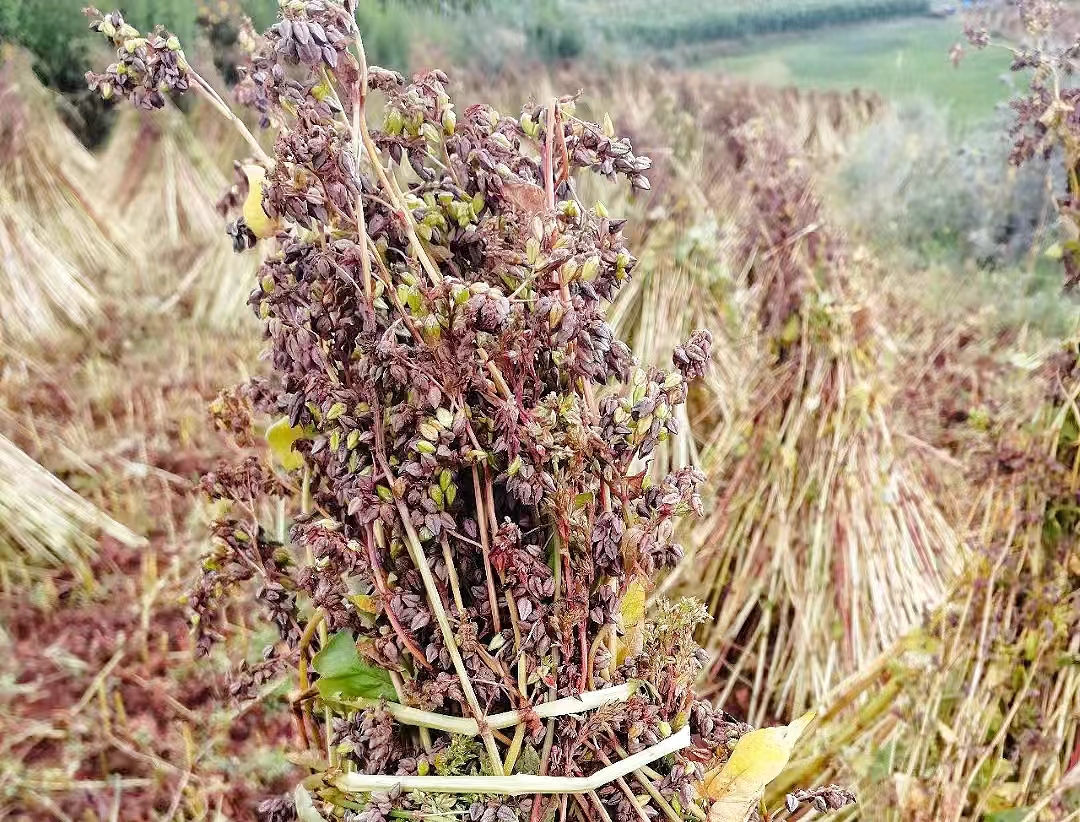 工行贵州毕节威宁支行:风吹荞麦田 苦荞开出"甜蜜花"