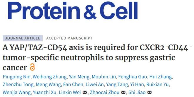 【学术前沿】焦石/周兆才/卫立辛合作解析胃癌发生相关的中性粒细胞