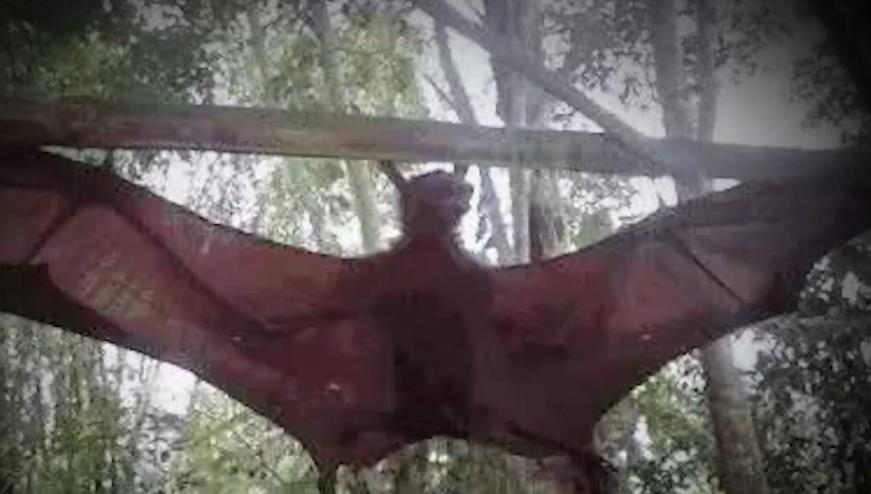 你知道新泽西恶魔究竟是什么东西吗?也许只是大蝙蝠