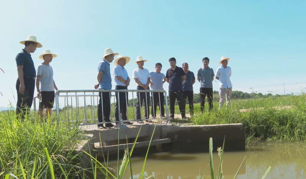 樟树市:陈钰调研防旱抗旱工作