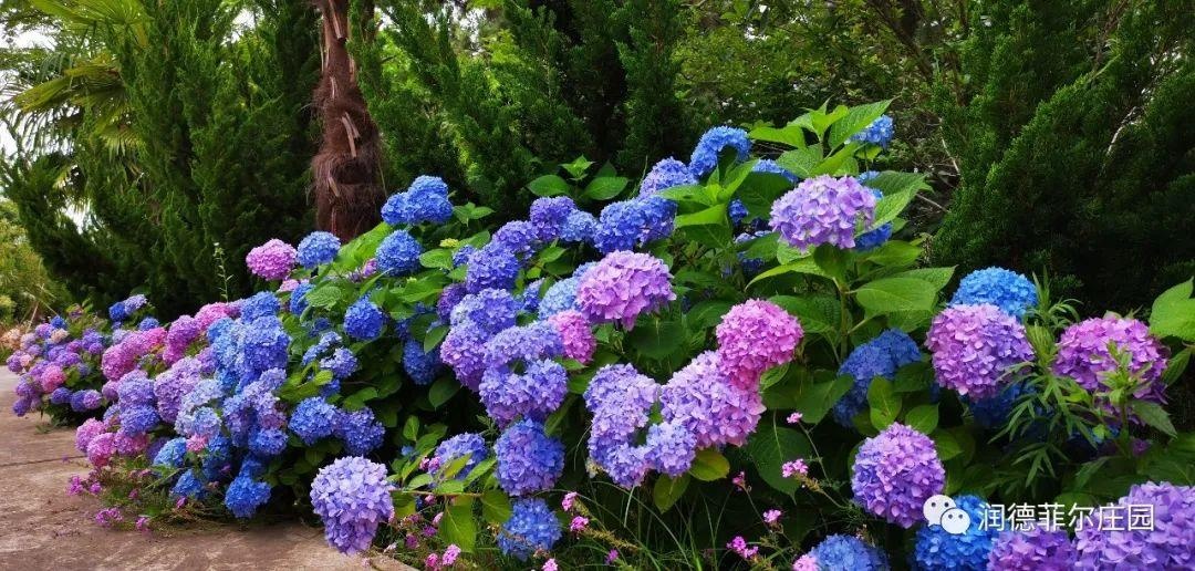 福利|六月的扬州,有一条超美的绣球花道