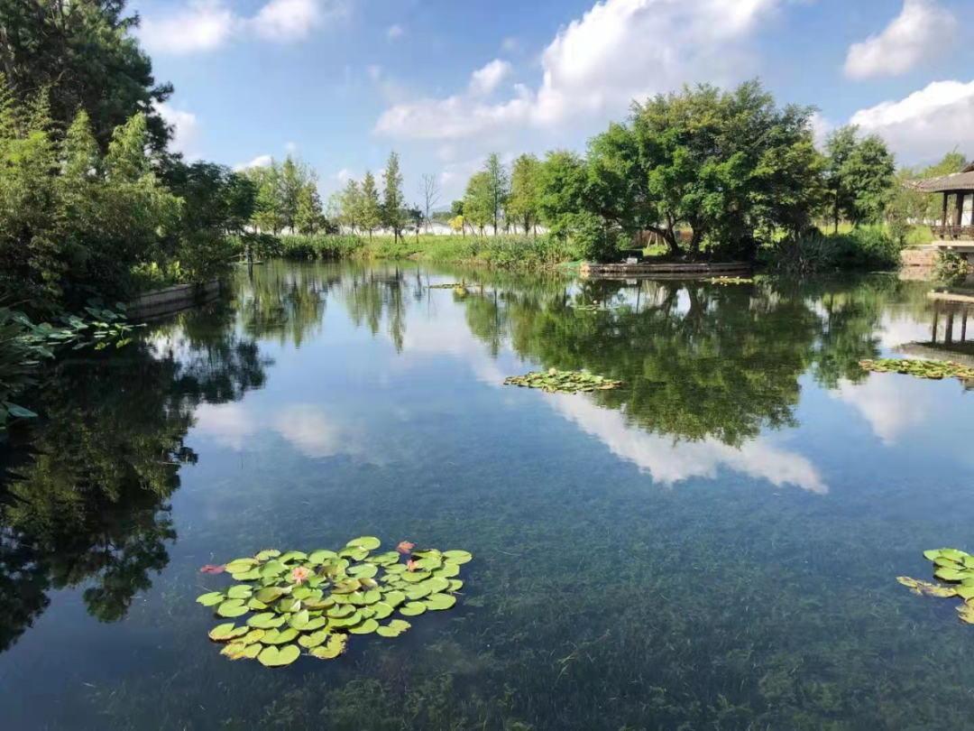 "水下森林"初长成,河道生态焕生机