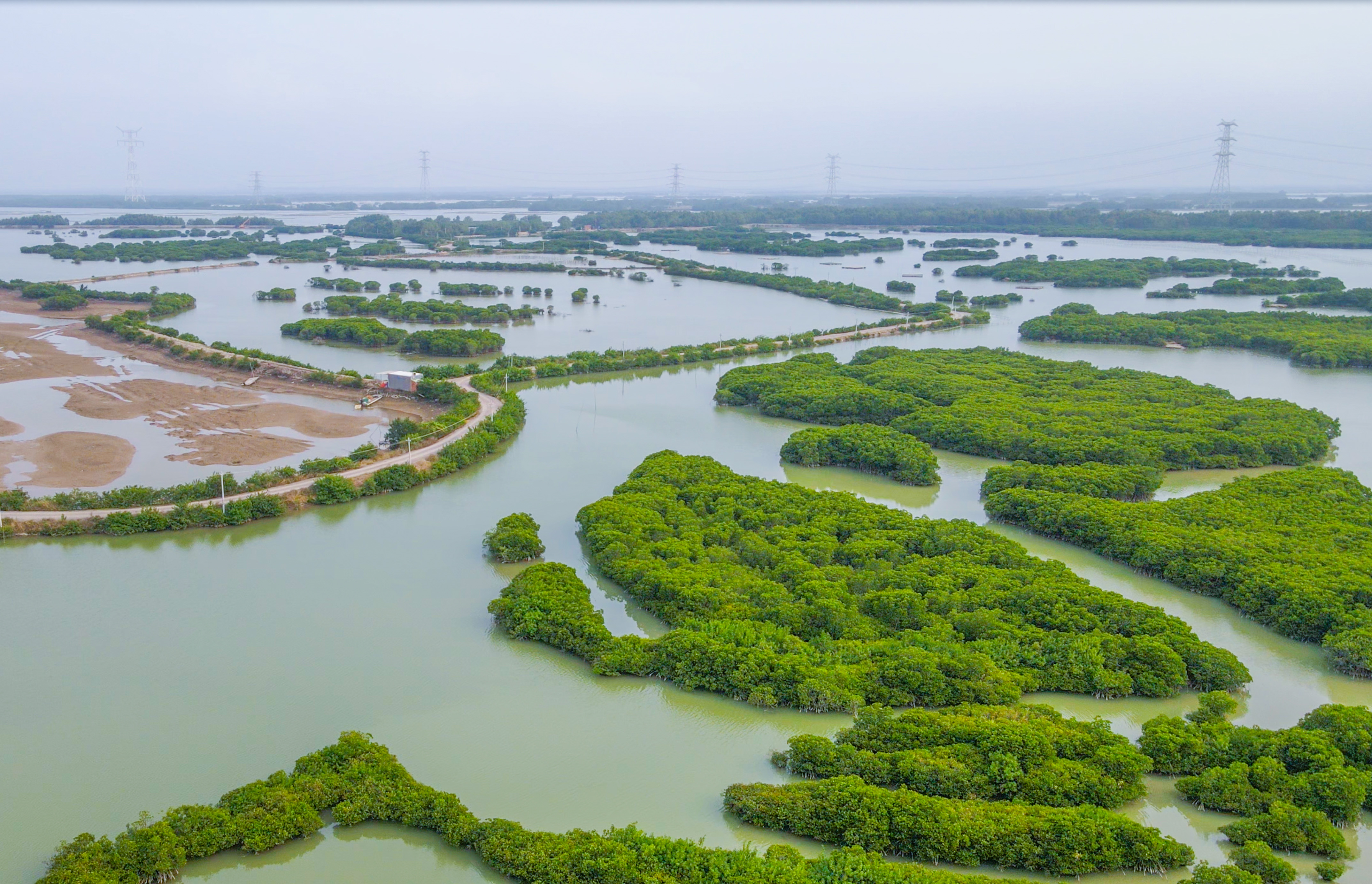 湛江红树林国家级自然保护区:林茂鸟栖,守护绿色国宝久久为功