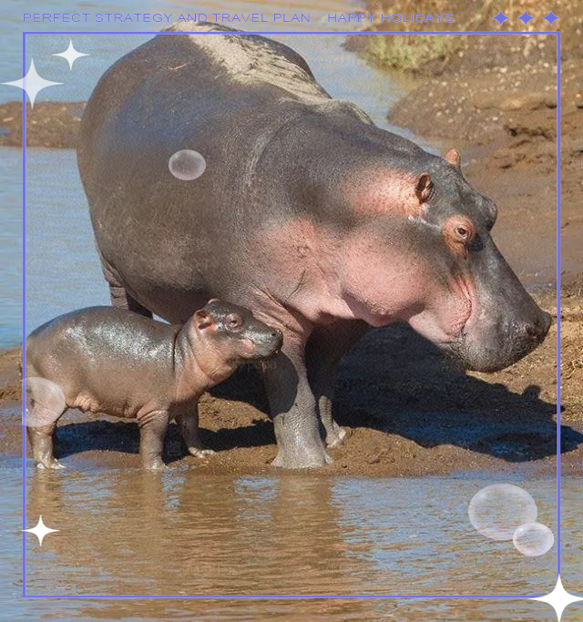 河马:淡水环境中的大型杂食性哺乳动物