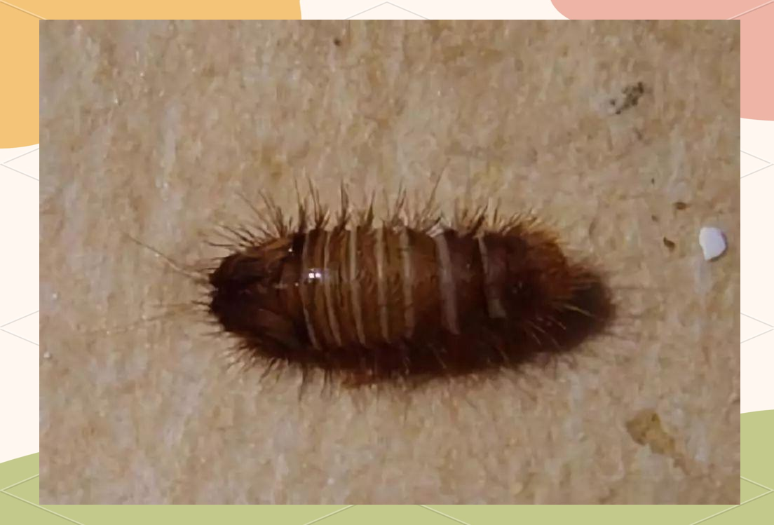 —黑皮蠹的详细介绍与防治方法