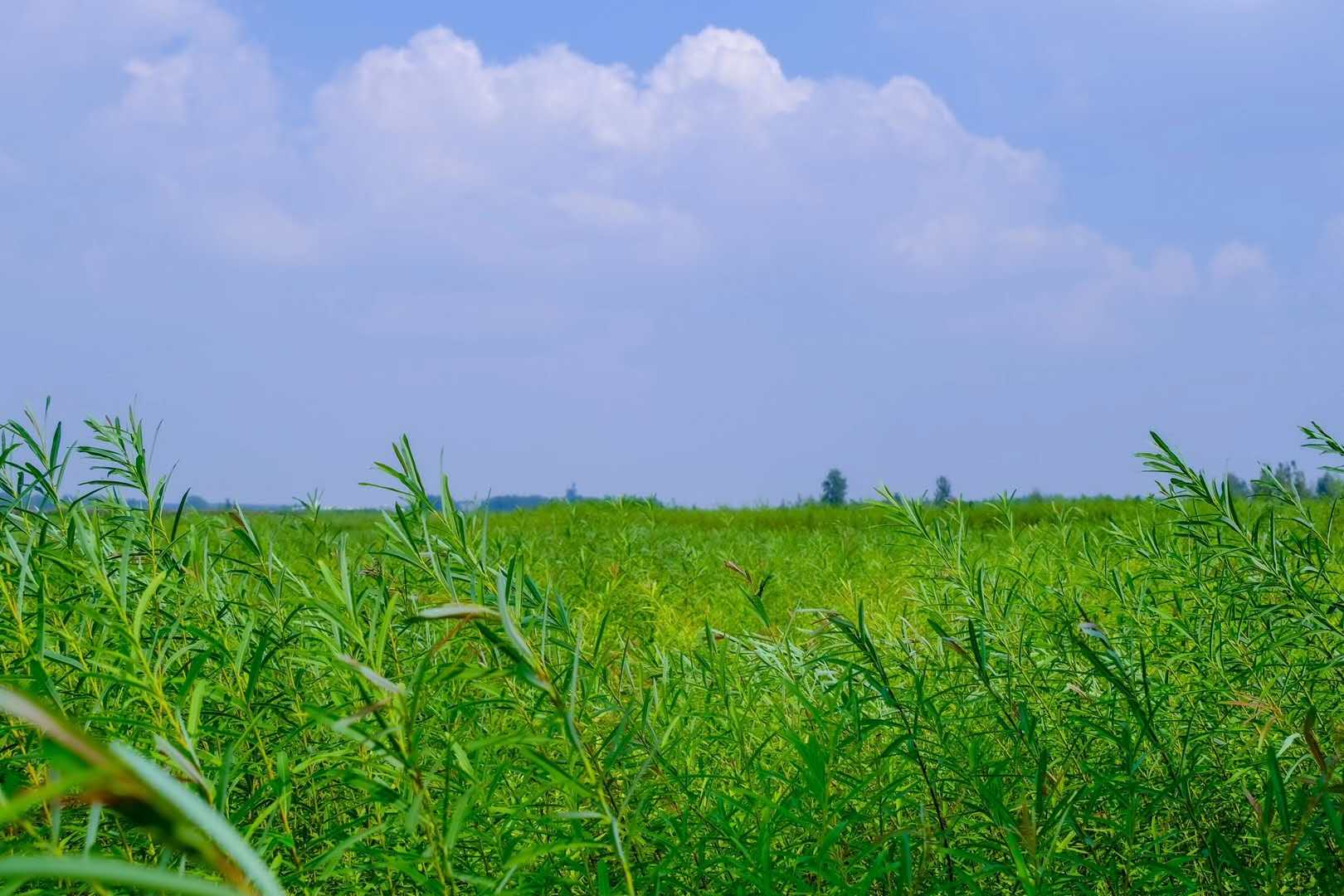 内摆放着灯罩,烛台,装饰画等各类工艺品,这些产品立足柳编加工工艺