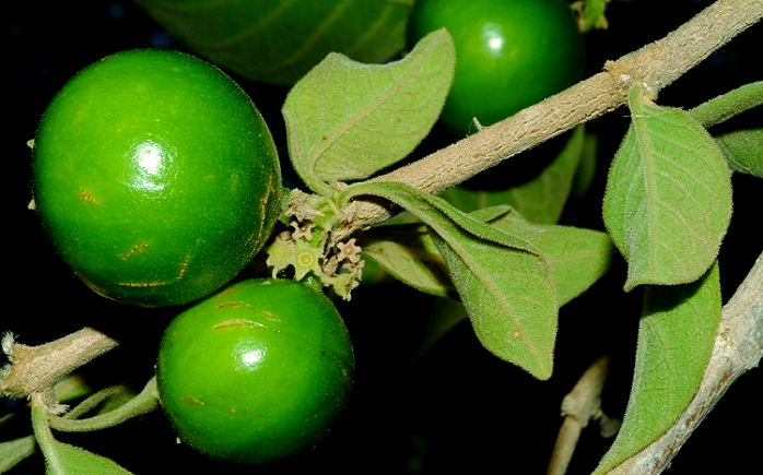 赞比亚的野生果实:从口香糖到酸梅的天然美味