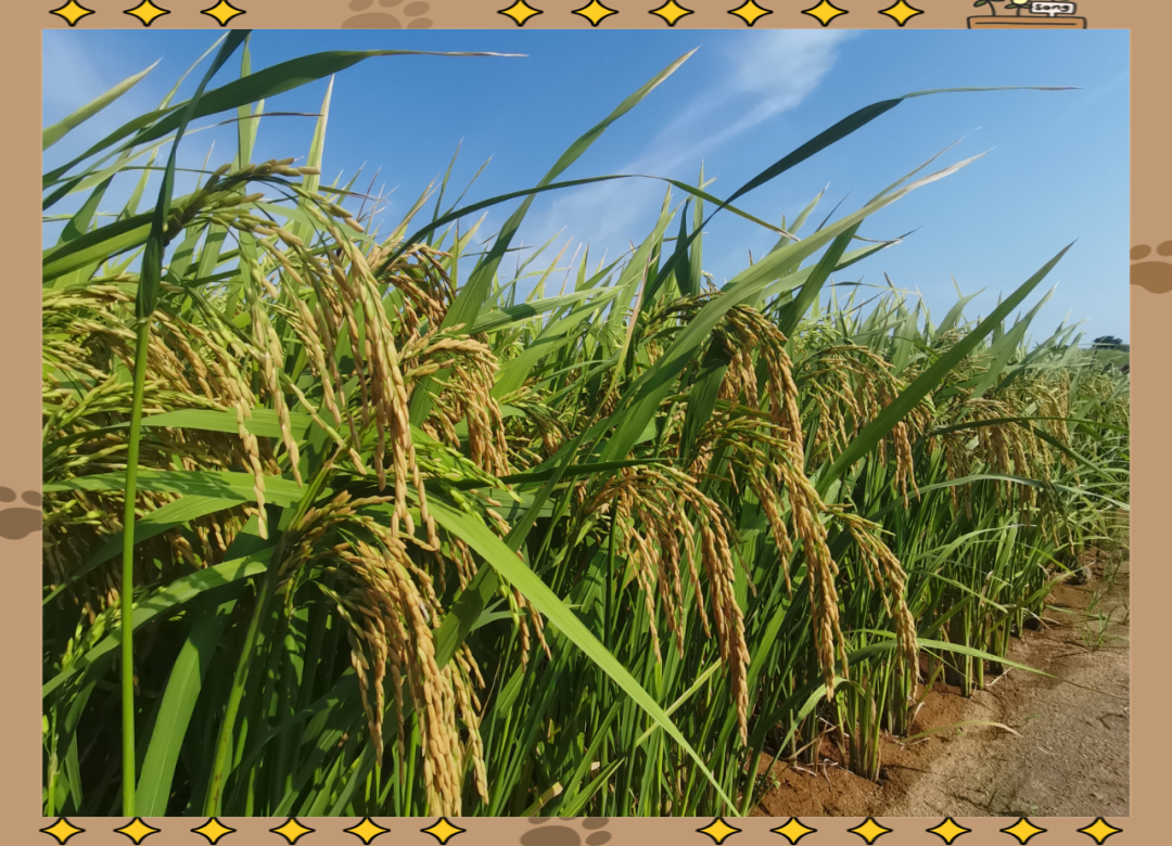 惠安县大规模引进试种旱稻,取得显著成效