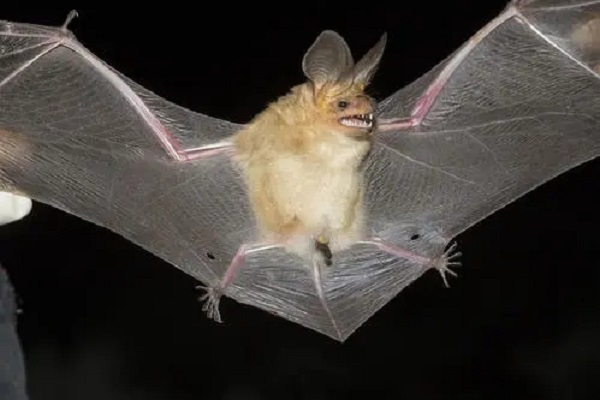 蝙蝠能在夜里飞行的秘密是什么