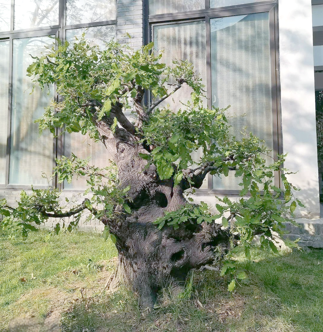 从山海经走来的橿子栎,见证人间的沧桑巨变