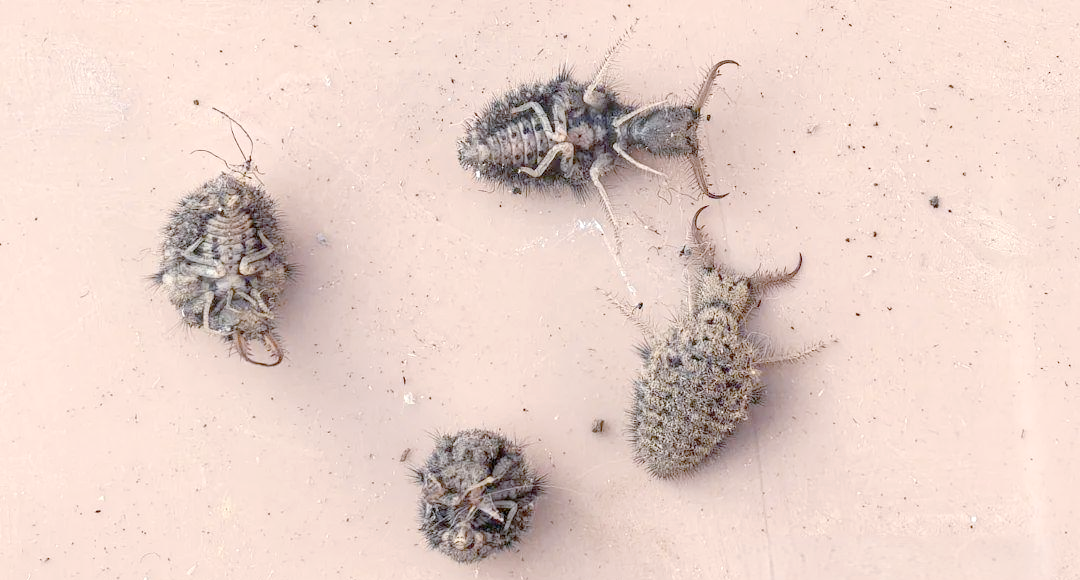 黄足蚁蛉幼虫:传统与现代研究揭秘