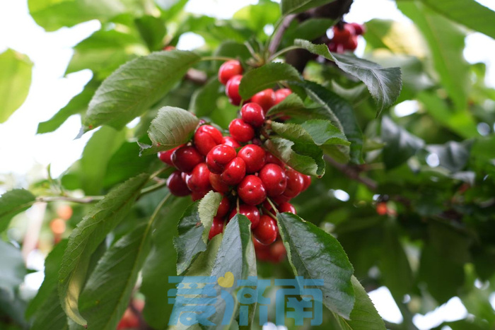 乡村振兴看变化丨五峰山大樱桃撬动乡村振兴"大产业"