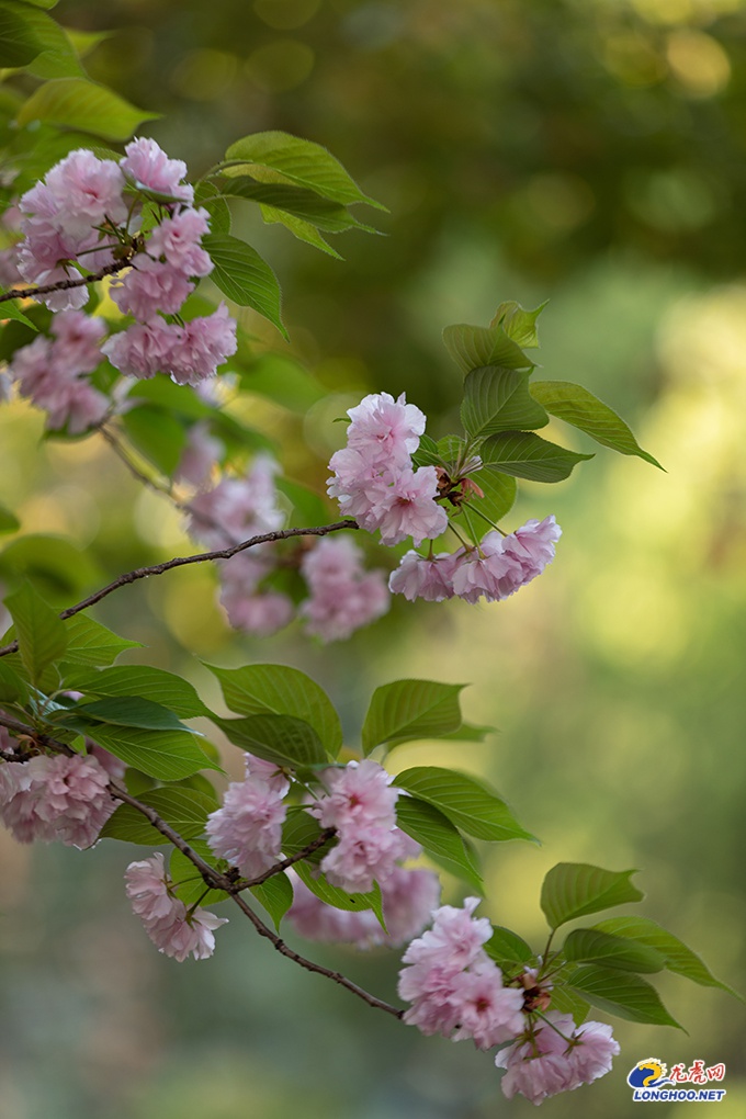 极美南京|春和景明 四月金陵花开烂漫