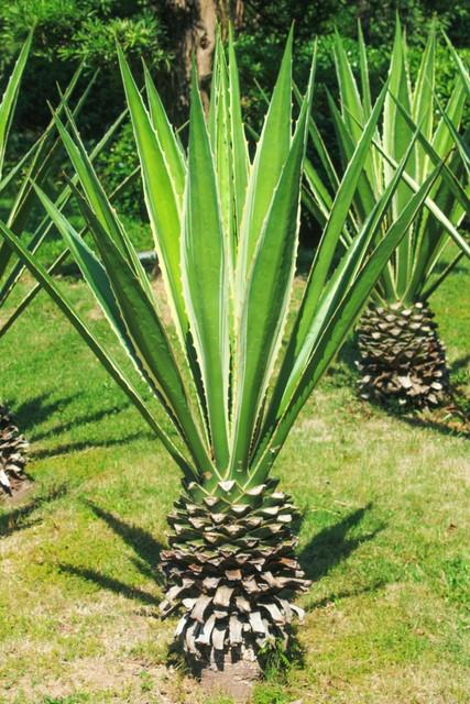 被称为"巨型菠萝"的龙舌兰,它酿出来的酒为何那么贵