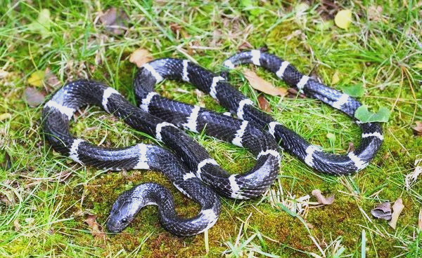 白链蛇:一种罕见且具有独特特点的蛇类