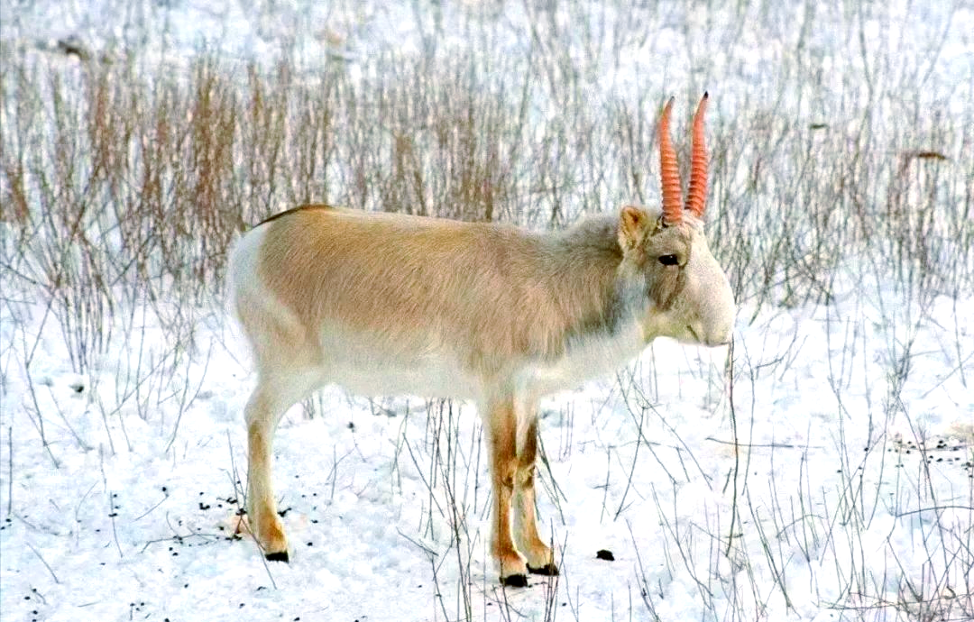 高鼻羚羊的羊角与鼻子:宝贵的中药材与"行走的空气净化器"
