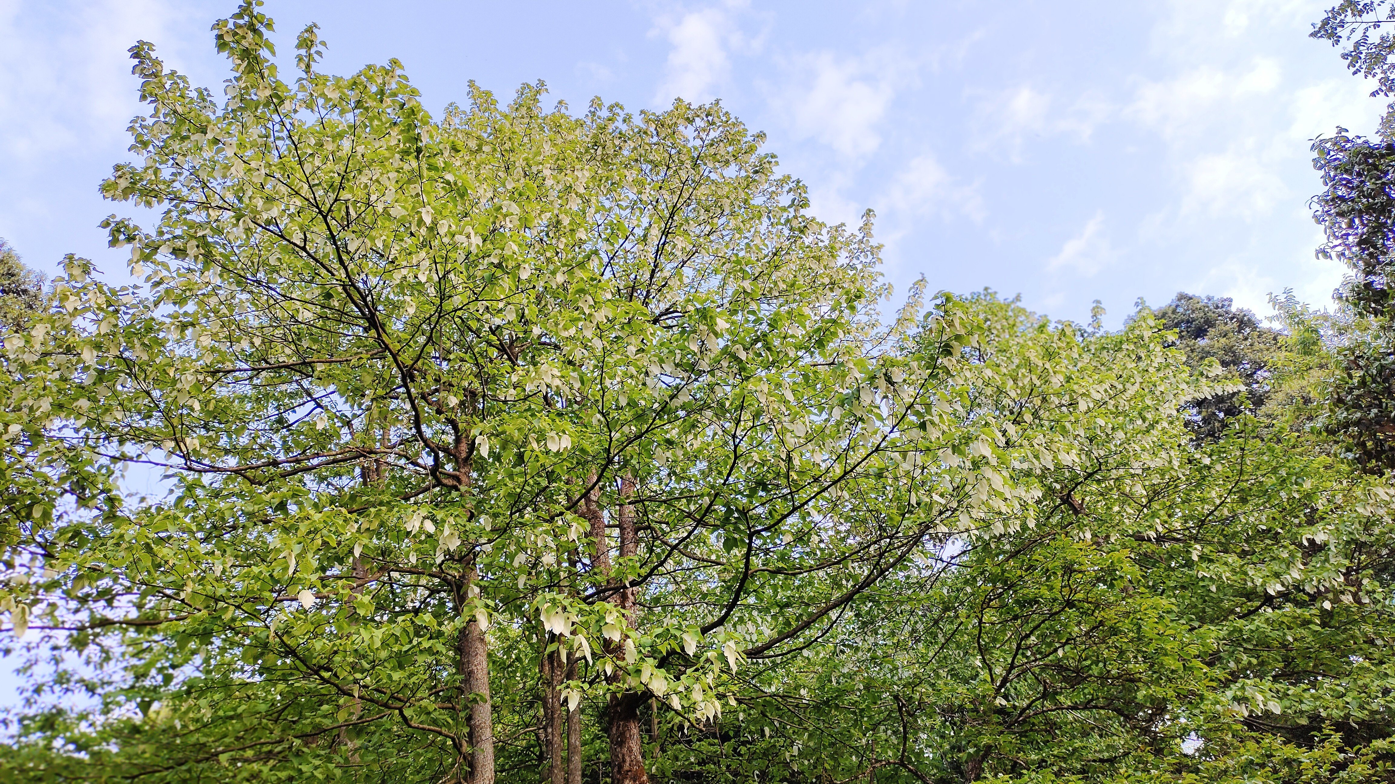 云南乌蒙山保护区13万亩珙桐花竞相绽放