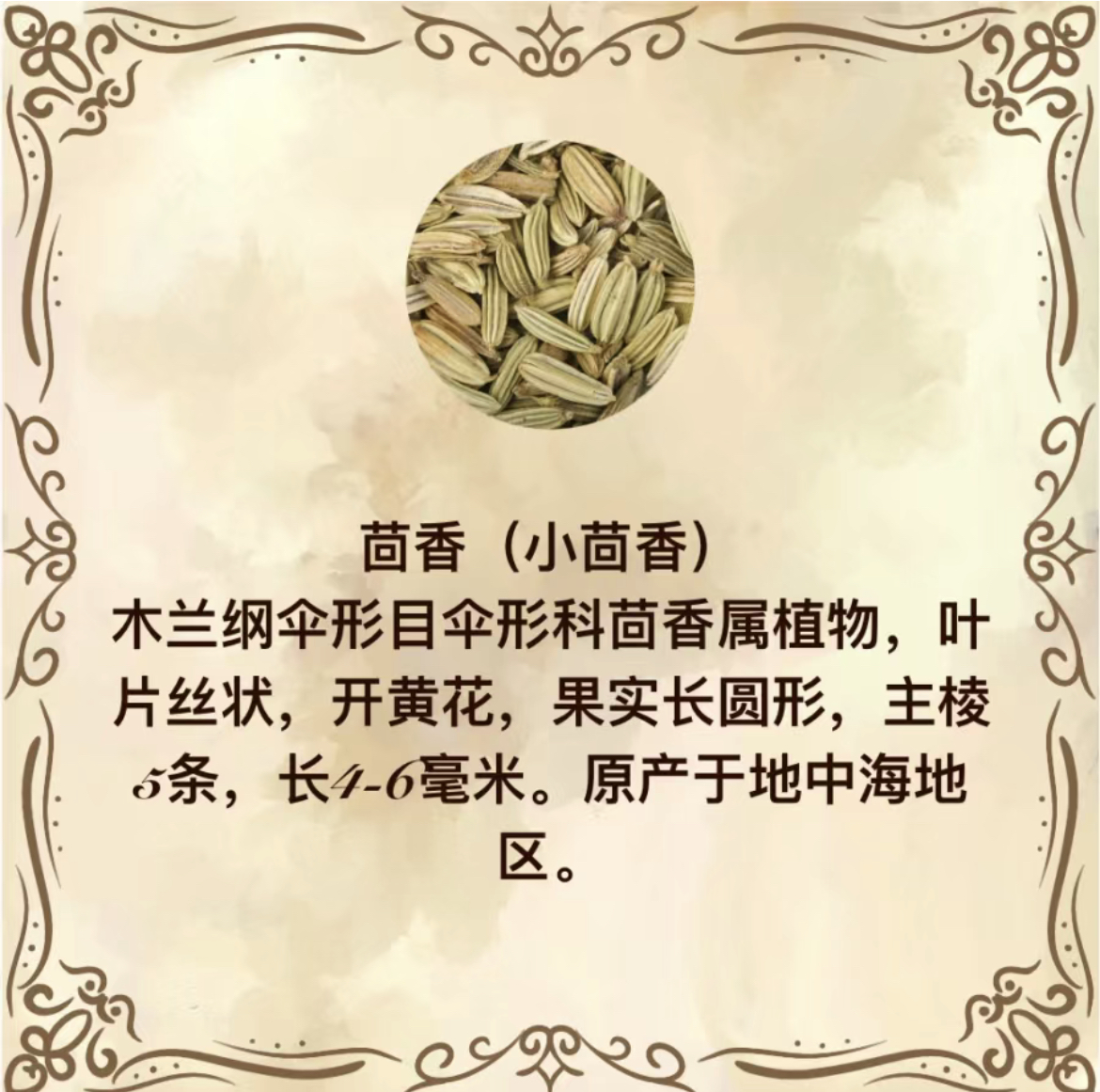 大茴香与小茴香的区别图片