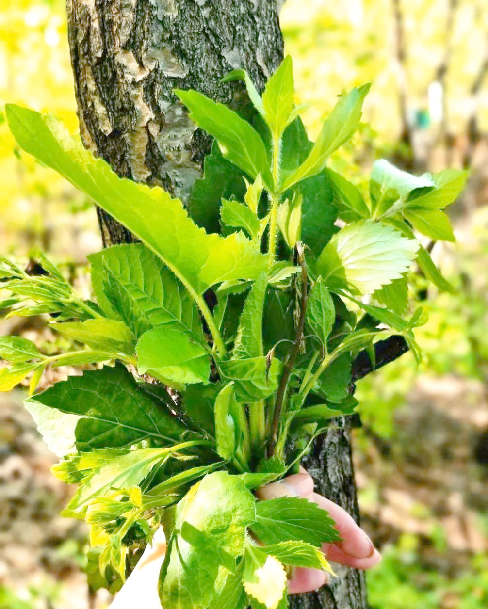 本溪春天山野菜全攻略:尝鲜与健康兼备