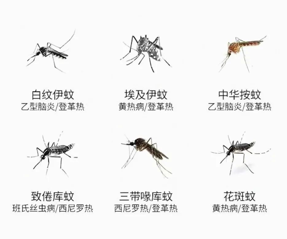 蚊子基本上分为两种,第1个是中国本土蚊子,这种文字个头大,飞行缓慢